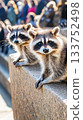 Three raccoons observing city life from stone steps in warm sunlight 133752498