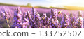 Bees hover over a vibrant field of lavender, bathed in golden sunlight, encapsulating the essence of summer 133752502