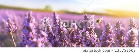 Bees hover over a vibrant field of lavender, bathed in golden sunlight, encapsulating the essence of summer Bees hover over a vibrant field of lavender, bathed in golden sunlight, encapsulating the essence of summer 133752502