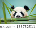 A playful giant panda cub peeks through lush green bamboo, its innocent gaze captivating against a soft blue background 133752511