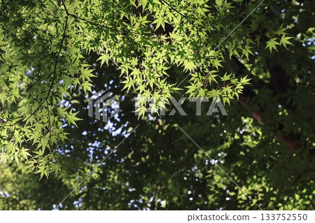 仍翠綠的楓葉 133752550