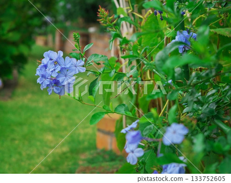 濱松花園咖啡廳的秋景,綠丘上盛開的藍色百合花 濱松花園咖啡廳的秋景,綠丘上盛開的藍色百合花 133752605