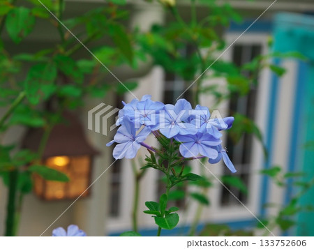 Autumn in Hamamatsu Garden Cafe Blue-flowered lilies blooming on the Green Hill Autumn in Hamamatsu Garden Cafe Blue-flowered lilies blooming on the Green Hill 133752606