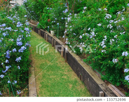 濱鬆的秋天:青之丘花園咖啡館,一條掛滿藍白燈籠的小徑 濱鬆的秋天:青之丘花園咖啡館,一條掛滿藍白燈籠的小徑 133752696