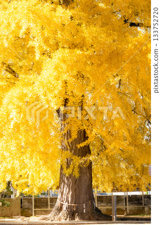 銀杏閃耀金黃色 133752720