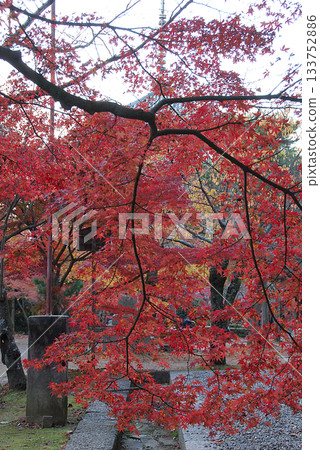 Late autumn / A trip to Kyoto in late autumn - the maple trees of an ancient temple in the final stages of autumn foliage 133752886