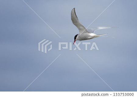 A polar tern floating on sky 133753000