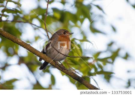 ed Breasted bird Robin Erithacus rubecula on tree in forest ed Breasted bird Robin Erithacus rubecula on tree in forest 133753001