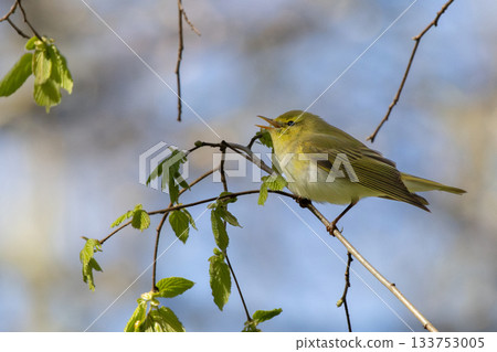 Perching Wood Warbler at tree branch. Perching Wood Warbler at tree branch. 133753005