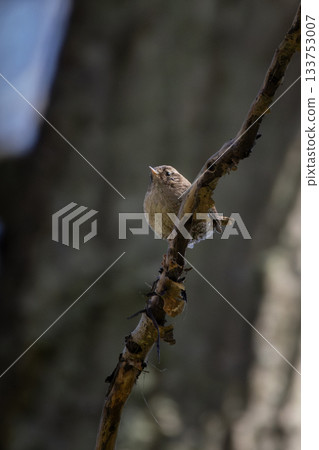 Winter Eurasian wren Troglodytes troglodytes Winter Eurasian wren Troglodytes troglodytes 133753007