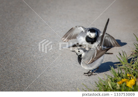 White wagtail motacilla alba pair conflict. White wagtail motacilla alba pair conflict. 133753009