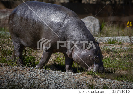 The pygmy Hippo eats grass The pygmy Hippo eats grass 133753010