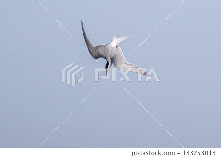 polar tern wings Sterna paradisaea polar tern wings Sterna paradisaea 133753013