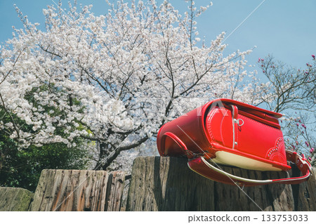 cherry blossom, spring, red backpack 133753033