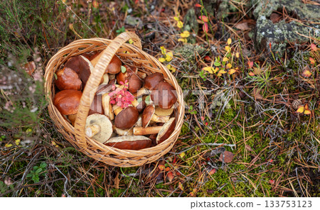 Wicker basket filled with wild edible mushrooms in forest Wicker basket filled with wild edible mushrooms in forest 133753123
