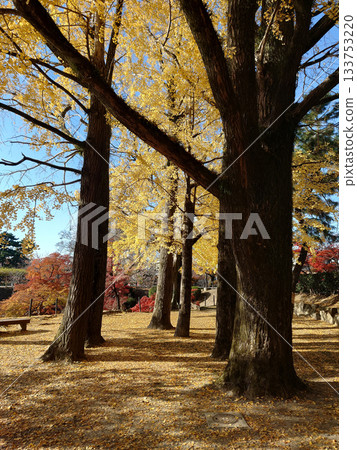 Ginkgo trees in park / A row of ginkgo trees in the castle park, losing their leaves on a clear autumn morning 133753220
