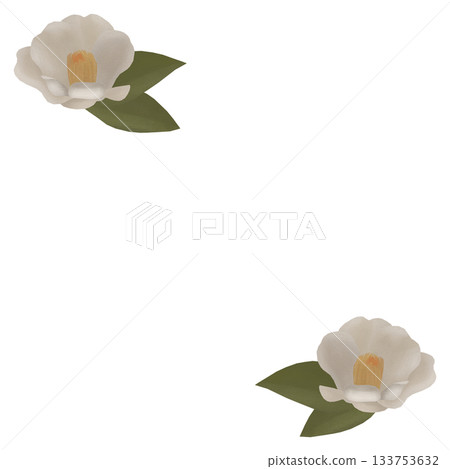 White camellia illustration material White camellia illustration material 133753632