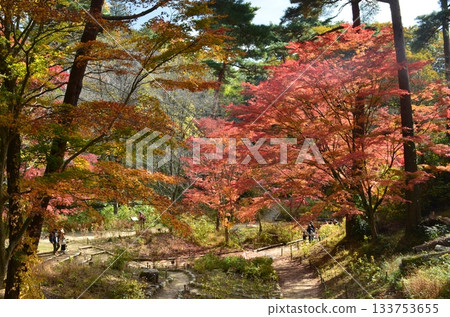 六甲山的秋天 133753655