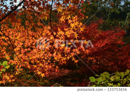 Autumn of Rokko Mountain 133753656