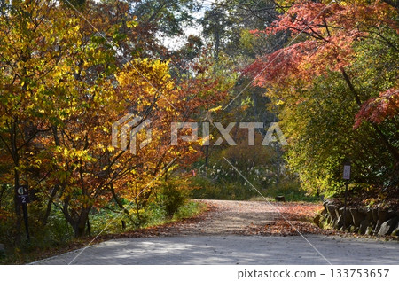 Autumn of Rokko Mountain Autumn of Rokko Mountain 133753657