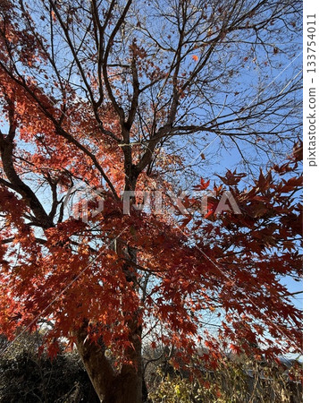 Bright red autumn leaves Bright red autumn leaves 133754011