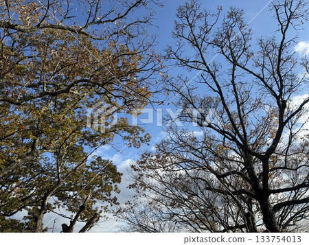 tree with fallen leaves tree with fallen leaves 133754013