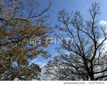 Fallen winter zelkova Fallen winter zelkova 133754014