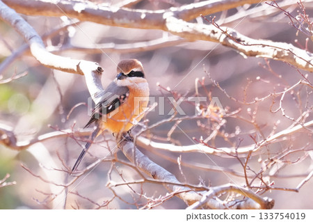 Mos (male) Mos (male) 133754019