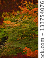 Autumn leaves 133754076
