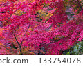 Autumn leaves 133754078
