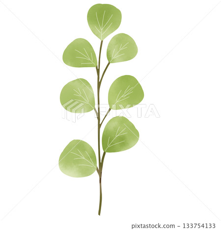 水彩風格的尤加利樹枝簡筆畫 水彩風格的尤加利樹枝簡筆畫 133754133