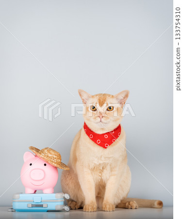 Burmese cat with a piggy bank and a suitcase on a minimalist background Burmese cat with a piggy bank and a suitcase on a minimalist background 133754310