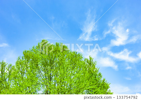 The new greenery of Katsura trees in Norikura Plateau 133754792