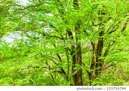 乘鞍高原桂樹的新綠意 乘鞍高原桂樹的新綠意 133754794