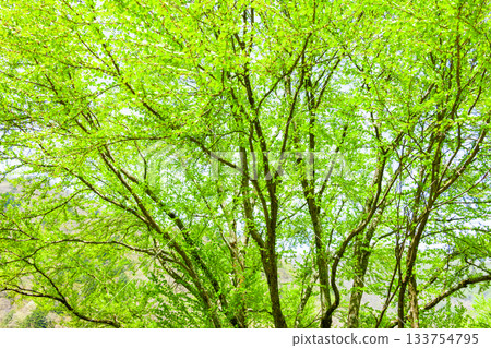 乘鞍高原桂樹的新綠意 133754795