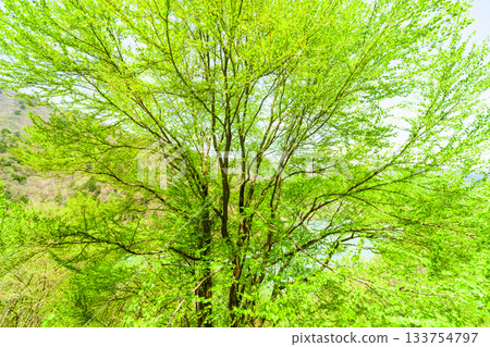 乘鞍高原桂樹的新綠意 乘鞍高原桂樹的新綠意 133754797