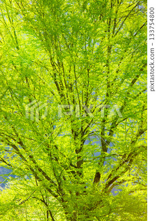 乘鞍高原桂樹的新綠意 133754800