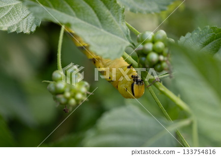 Black-faced sparrow larvae stock pictures 133754816