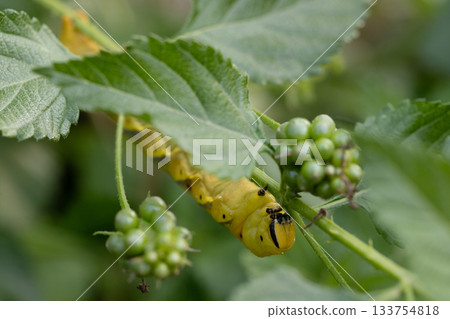 Black-faced sparrow larvae stock pictures 133754818