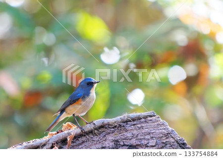 Ruribitaki 133754884