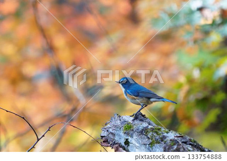 紅脅藍尾鴝 紅脅藍尾鴝 133754888