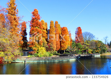 Inokashira公園秋葉 133754926