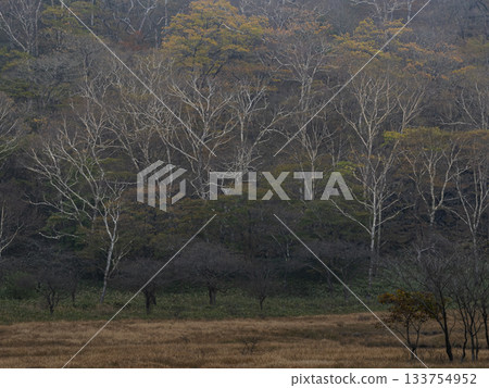 Kakumanbuchi (Mount Akagi) Birch Forest Kakumanbuchi (Mount Akagi) Birch Forest 133754952