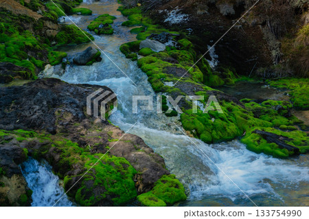 Chatsubomi Moss Colony (Gunma Prefecture) 133754990