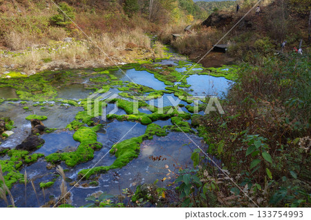 茶岷苔蘚群落（群馬縣） 133754993