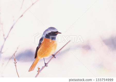 Giubitaki (male) Giubitaki (male) 133754999