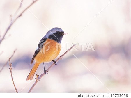 Giubitaki (male) Giubitaki (male) 133755098