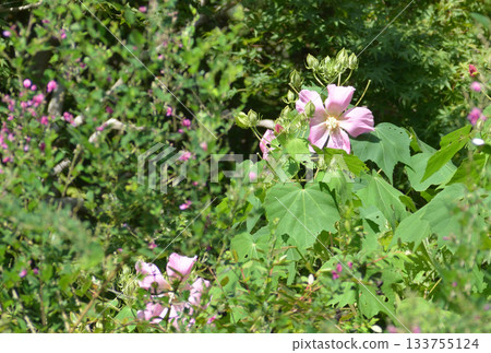 粉紅色的花朵 粉紅色的花朵 133755124