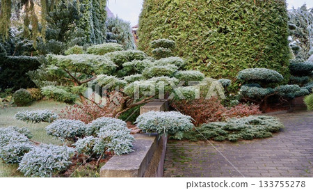 Winter garden path with frost covering ornamental evergreen shrubs and trees creating a cold season landscape Winter garden path with frost covering ornamental evergreen shrubs and trees creating a cold season landscape 133755278