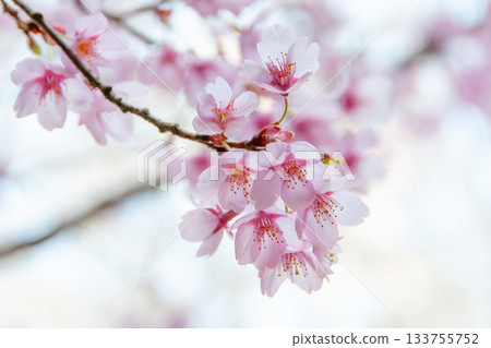 春日美景，洋子櫻花盛開。 133755752
